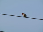 SX05894 Goldfinch on wire (Carduelis carduelis).jpg